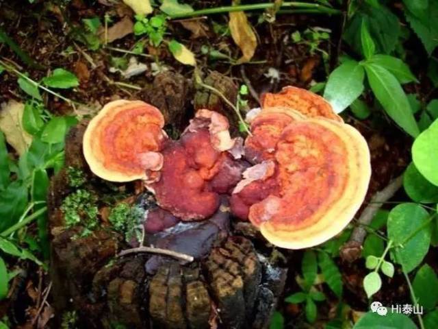 破壁灵芝孢子粉：解锁健康密码的新钥匙