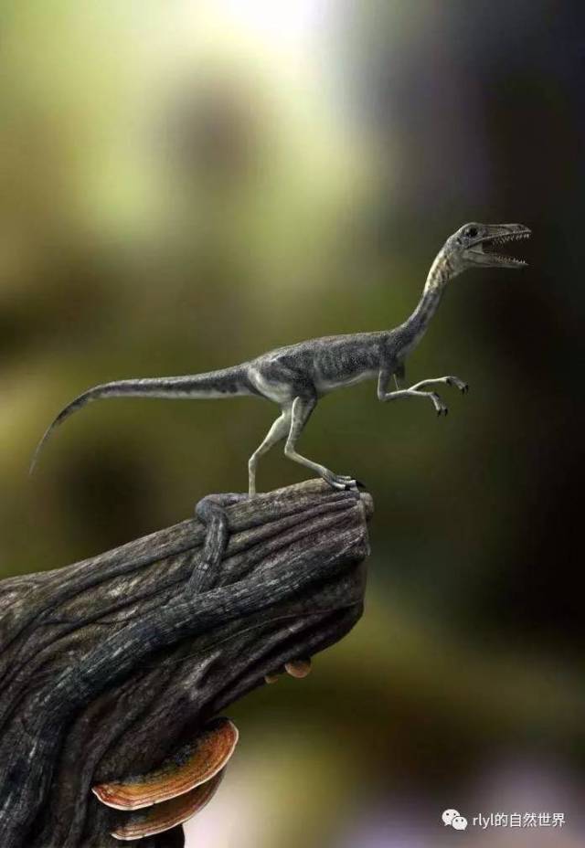 【恐龙探索】怒吼天尊——盔龙!