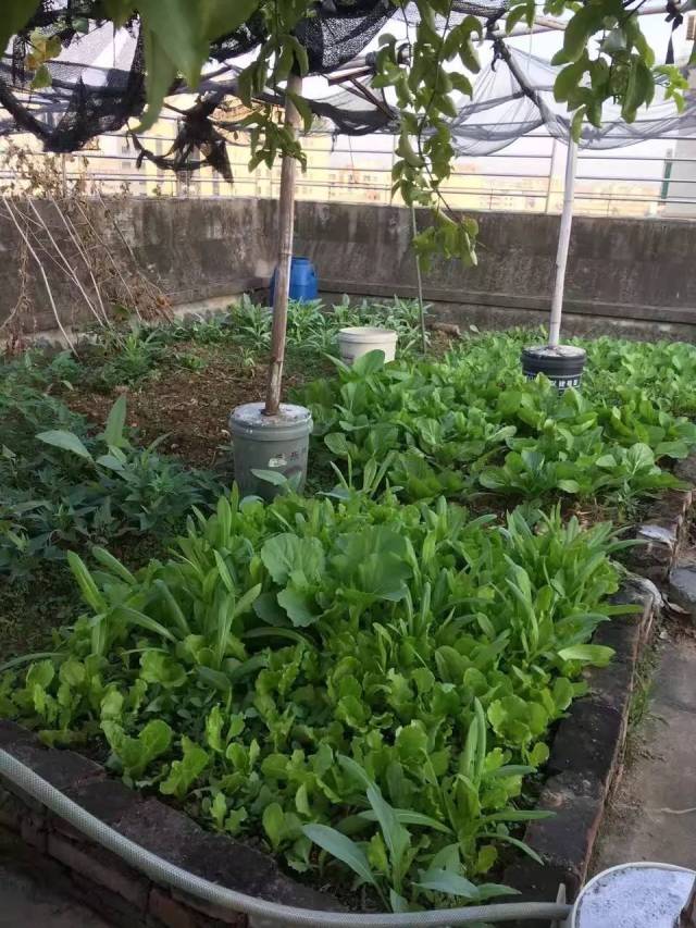 我有一處天台小農場----清風細雨,種菜養花!