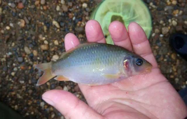 卻避其草腥;呈鯽魚之小巧,卻避其多刺;比江,河鯉魚更富營養,卻避其鱗