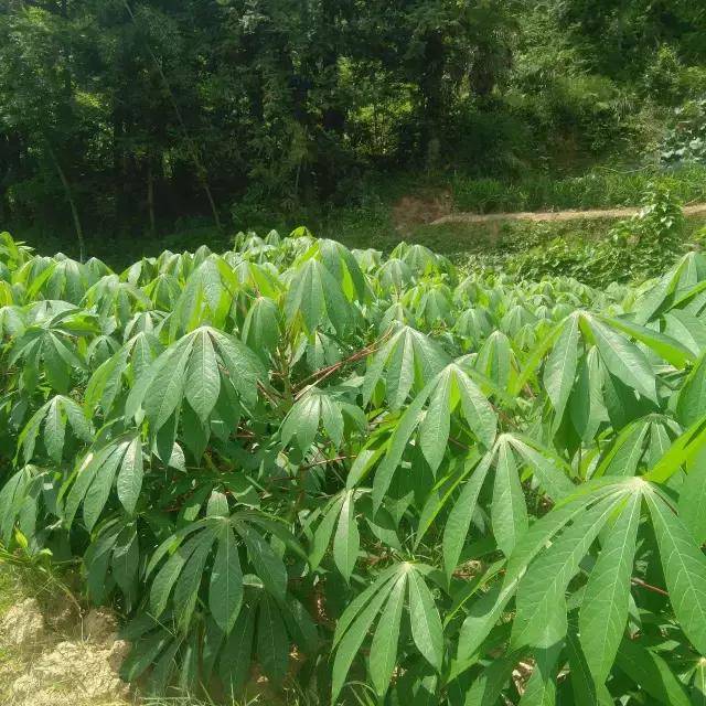 湖北有木薯吗,湖北能种植木薯吗,木薯种植100亩利润_大山谷图库