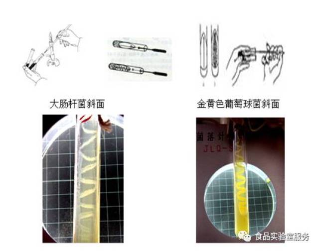 (3)涂布接种法