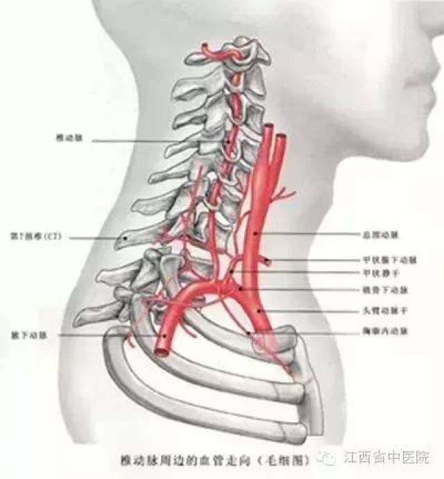 颈动脉结节位置图片图片