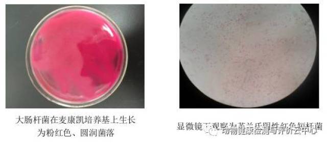 一例禽流感h9,鸡毒支原体继发大肠杆菌感染引发鸡群发病的案例分析