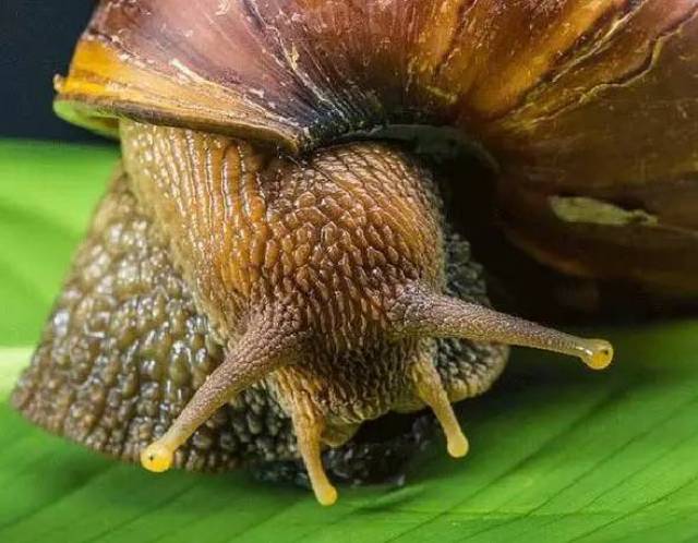 ▼ 14. 人类马蝇