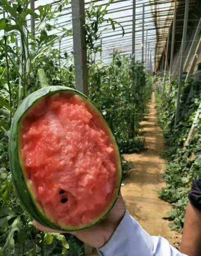 20元一斤的西瓜,难道是黄金做的?