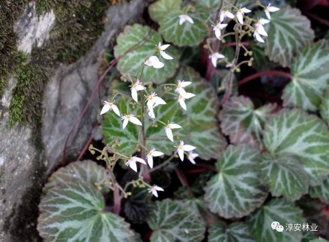 虎耳草:全草入药.微苦,辛,寒,有小毒;祛风清热,凉血解毒.