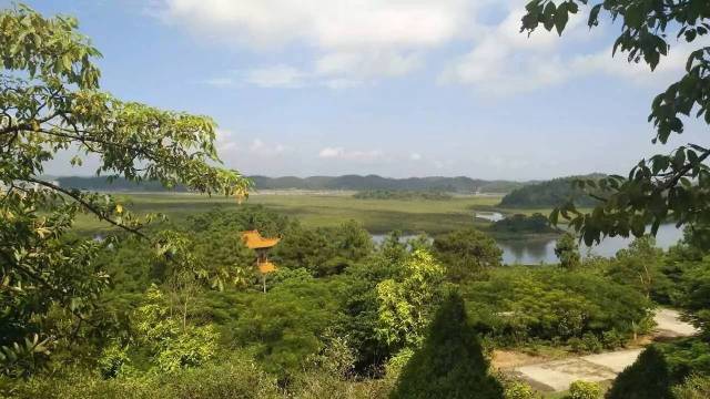 仙島公園裡還有全國最大的紅樹林之