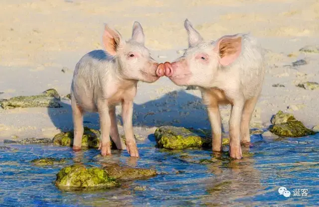 两只猪亲嘴的照片图片