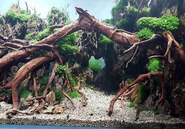 本色水景 | 150cm阴性草水草造景,如何练就这样强悍的骨架设计,草缸