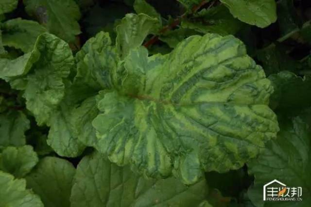 白菜病毒病-花叶型