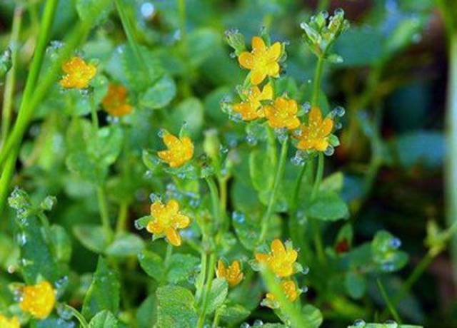 对于地耳草是有很多别名的比如:田基黄(《生草药性备要》),水榴子