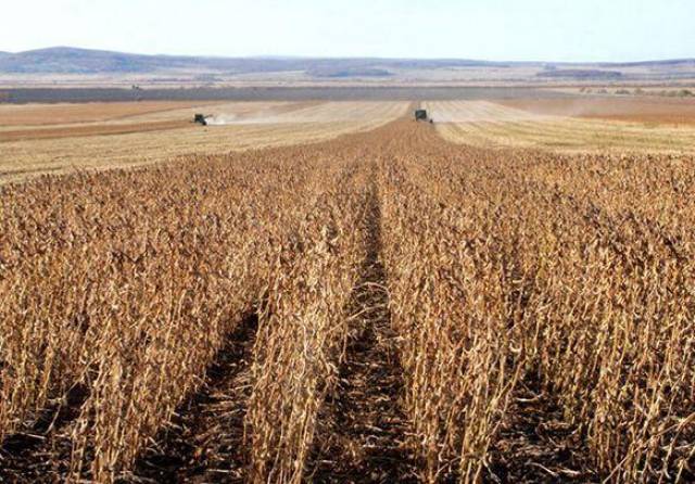 英国农场主埃里克莫伯格今年种植数千顷大豆,他说"四年前,我们不种植