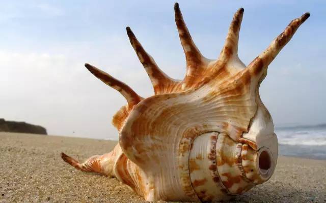 贝壳结构大自然的杰作