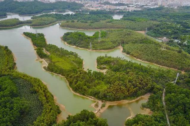 羊台山公園賴屋山水庫 一年一度的觀瀾河龍舟文化藝術節 大浪綠道