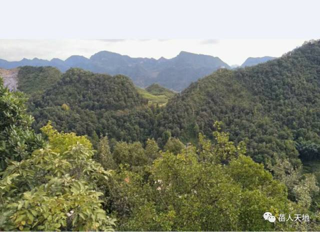 2017年8月18日上午,同胞们带龙秀章上寨子后面的山上观看祖先迁徙来时