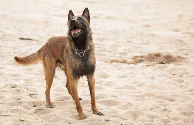 馬犬價格馬犬幼犬多少錢一隻