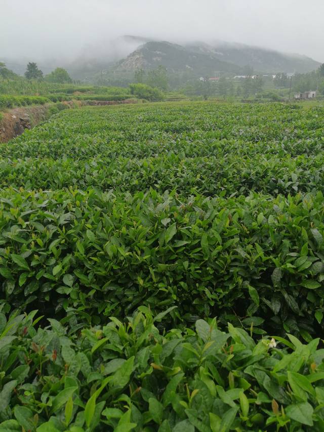 这是哪里的茶田,南茶北引已在此大获成功,原来环境真的这么好!