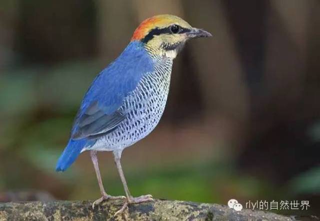 【rlyl物种说】今日-蓝八色鸫(blue pitta)