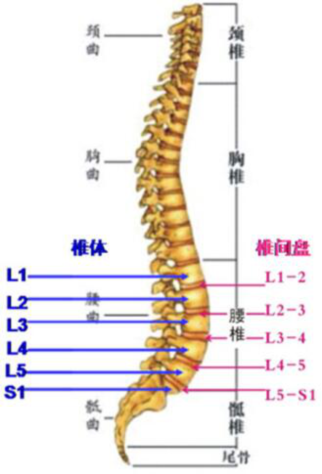 頸椎病,腰椎病?不用怕,教你怎麼自己治療這些病痛!