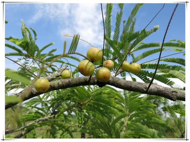 这种果先苦后甜,宁明人还特爱吃,功效竟然那么牛!