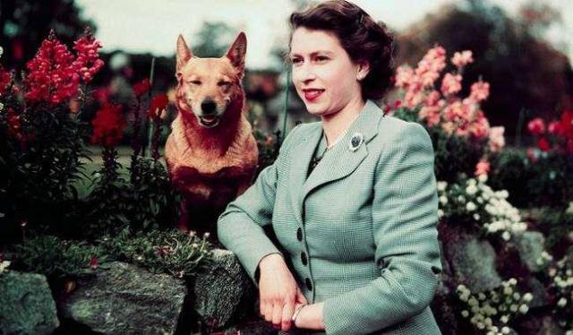 英国女王的柯基都是戏精,眼神抢镜张张经典