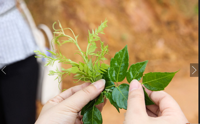 莓茶的功效与作用?莓茶可以经常喝吗?