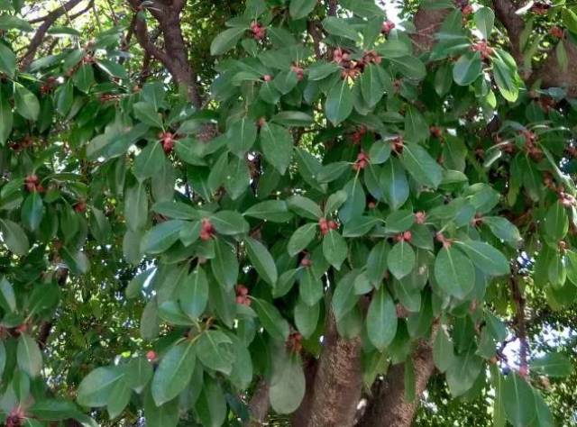 红榕,小叶红皮榕,简称红皮榕或红榕,是常绿类乔木.