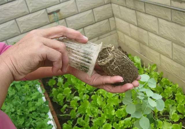 其他一次性纸杯也都可以用的哦.