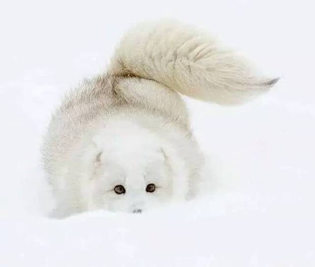 白狐_搜狐网