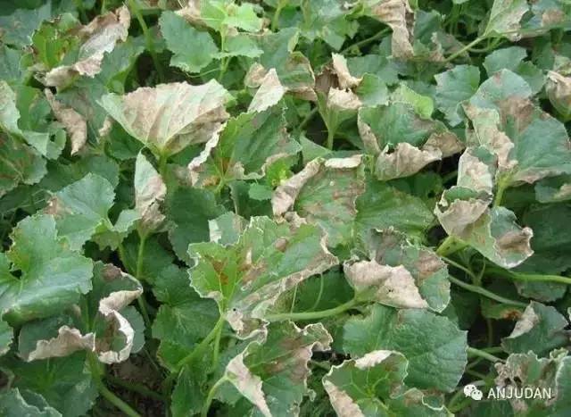 甜瓜霜霉病又叫"跑马干"!发病率高,危害大