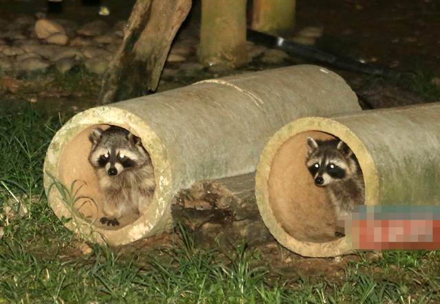 心酸南寧動物園的動物說請聽聽我們背後的故事