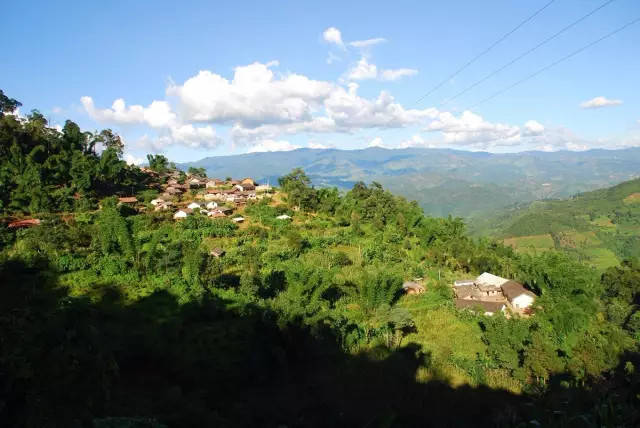 海拔最高的茶园:双江勐库小户赛村茶园!