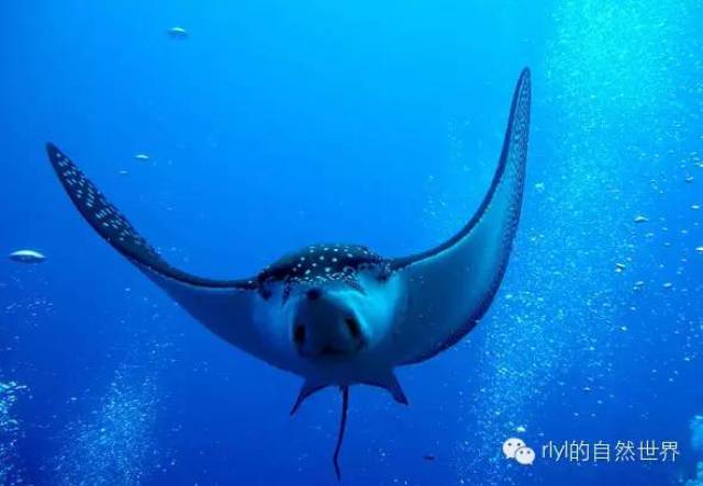 【rlyl物种说】今日--纳氏鹞鲼(spotted eagle ray)