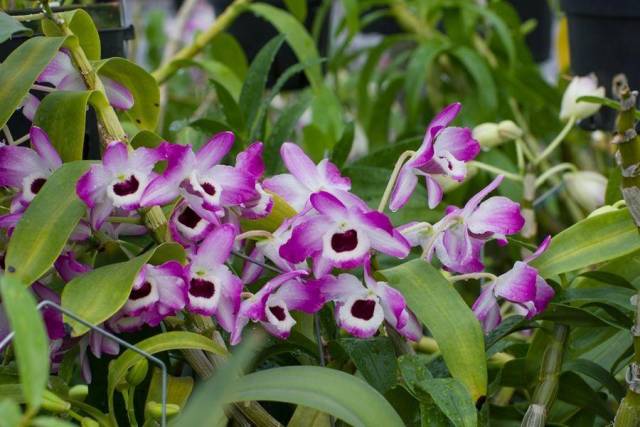 石斛花的各个品种的性状