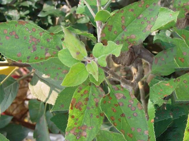 但不能喷的过涝,剩余的药液切记不能重喷在树上以免出现烧花烧叶现象