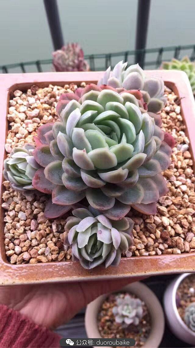 这里不开挂,多肉却也这么美!附个人养肉经验!