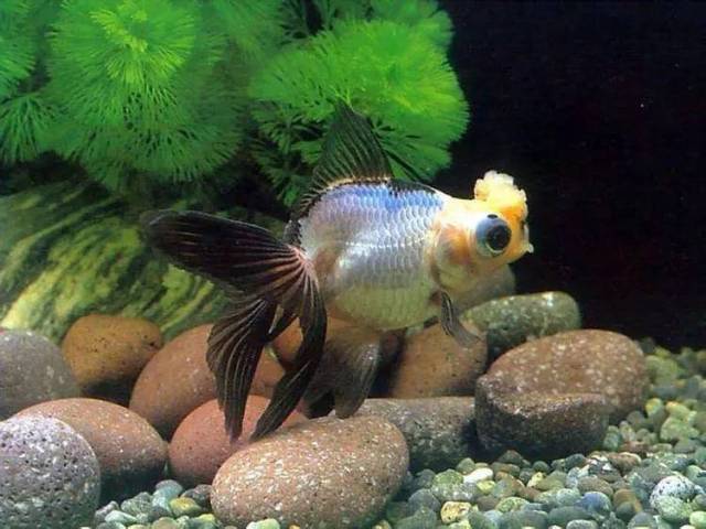 他们有着一个可以凸起的大眼睛 和一个嘟嘟的嘴 对于喜欢小金鱼的同学