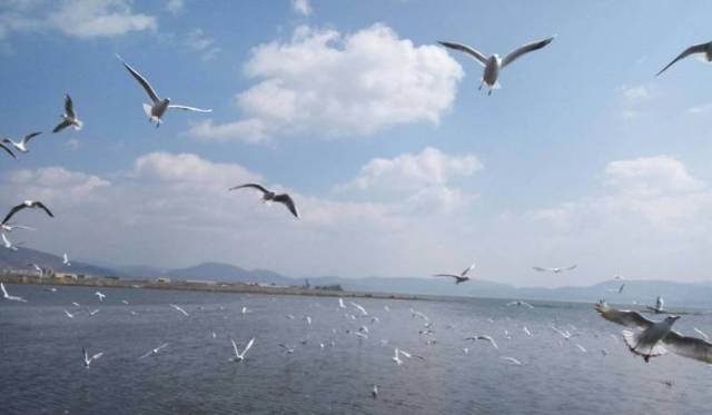 希望在海鸥飞来的时候,依旧是曾经的那个——小海公园 ★版权申明