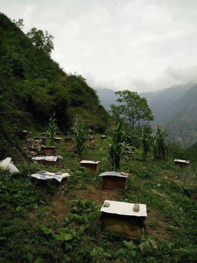 大山深处,养蜂基地