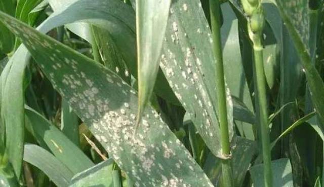 嘧菌酯,醚菌酯,吡唑醚菌酯,你会正确使用吗?