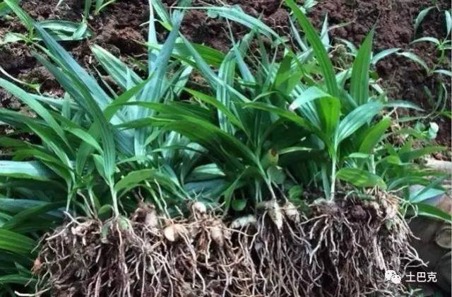 一,市场前景分析白及为兰科白及属多年生草本植物,别名白根,连及草,甘