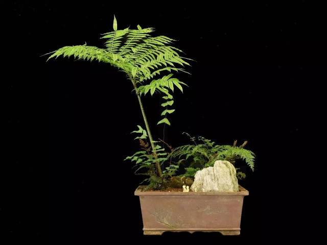 赏蕨丨中国观赏蕨类植物联展获奖名单出炉