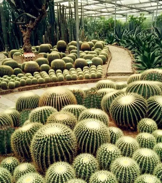 一片绿色很养眼睛 这里植物众多,还有很多热带雨林的植物 很是田园