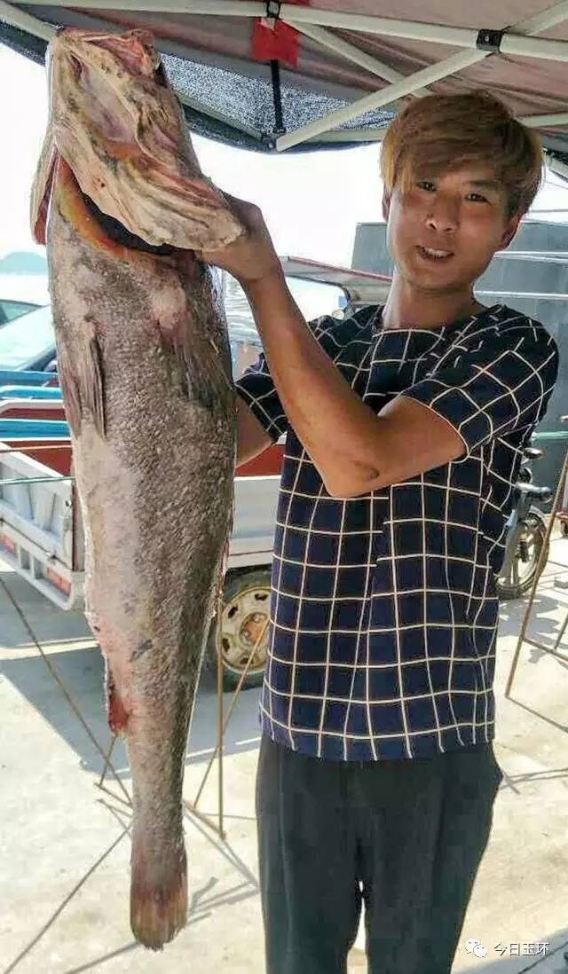 台州一渔民捕获一条大米鱼 长度有一米多,卖了2800!