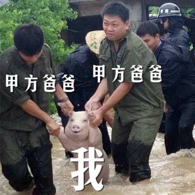 一头猪刷爆朋友圈,这真是非常爆笑了!-社会频道-只押