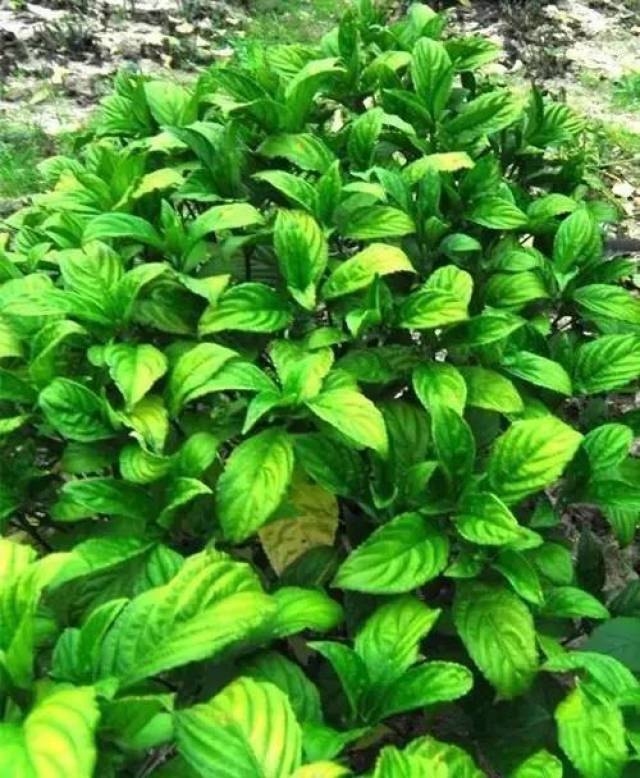 夹缬| 从远古而来的蓝色.