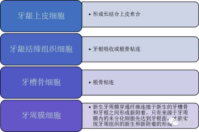 隨著病情的加重,逐漸發展為牙周附著的結構喪失,最後造成牙齒脫落