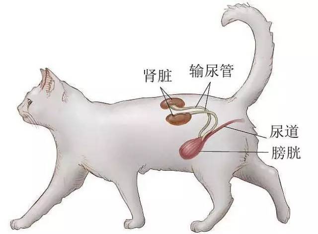 公猫尿道结构图片