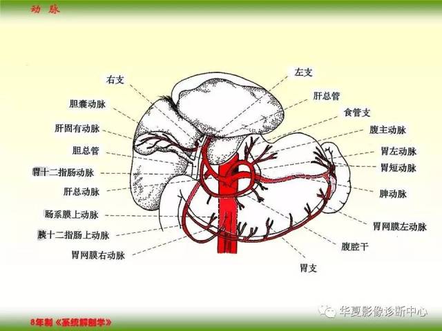 腹腔干动脉分支解剖图图片